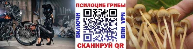 Псилоцибиновые грибы GOLDEN TEACHER  купить закладку  Туран 